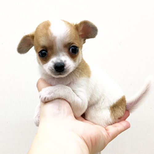 チワワ