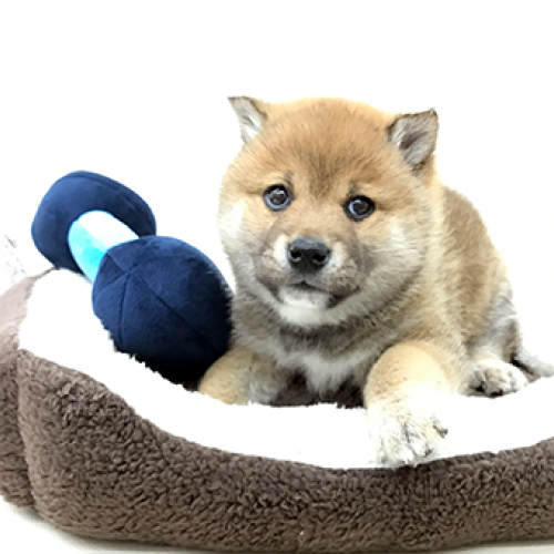 柴犬