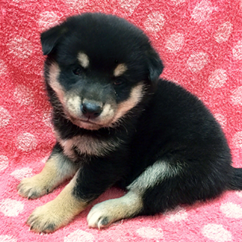 柴犬