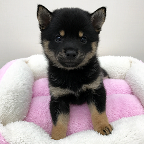 柴犬
