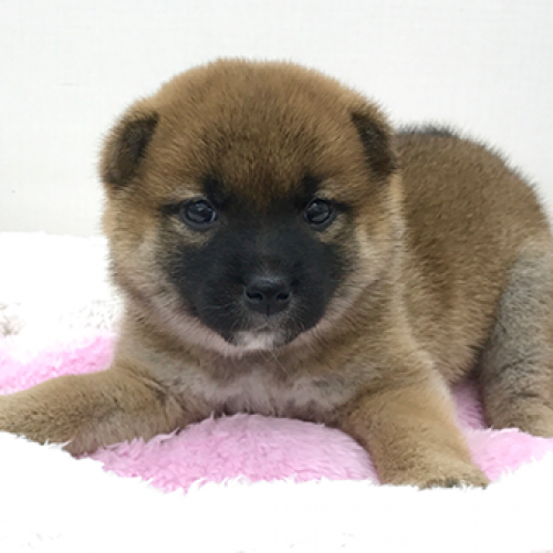 柴犬