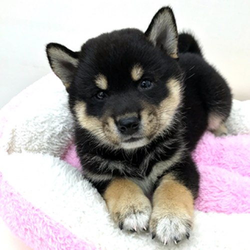 柴犬