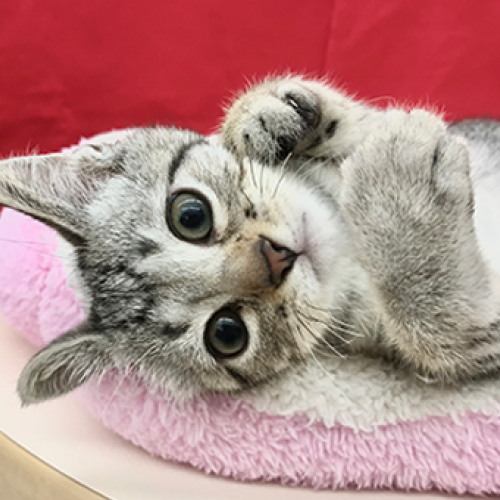 オシキャット