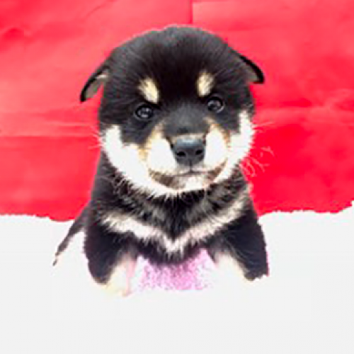 柴犬
