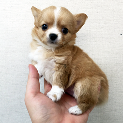 チワワ