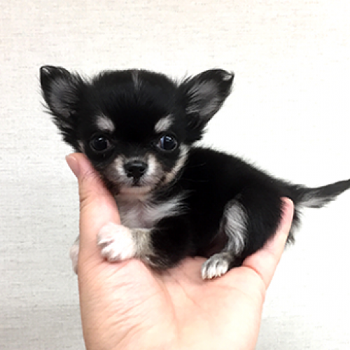 チワワ