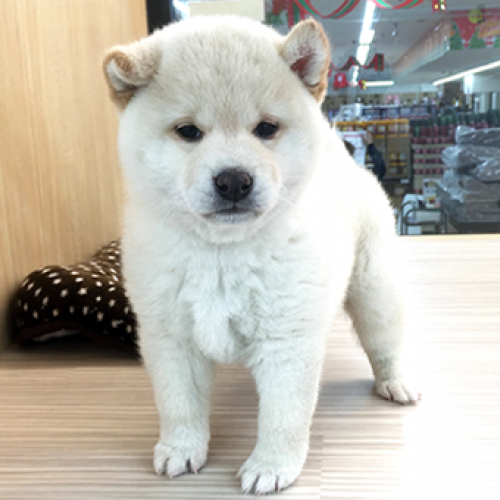 柴犬