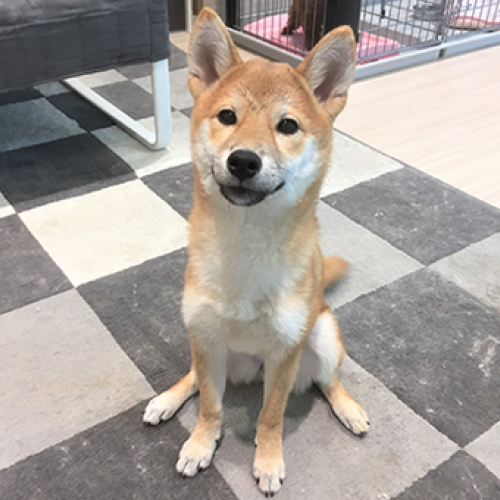 柴犬