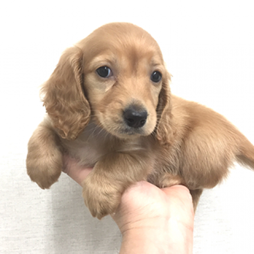ミニチュア・ダックスフント