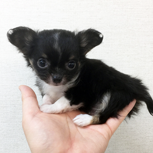 チワワ