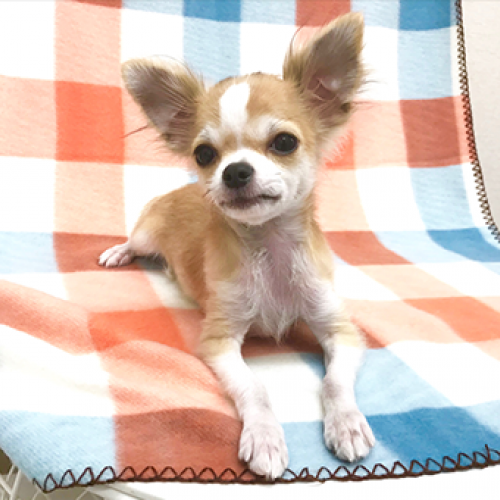 チワワ