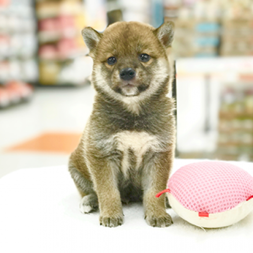 柴犬