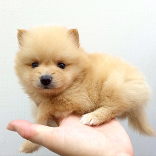 ポメラニアン