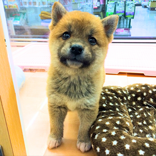 柴犬