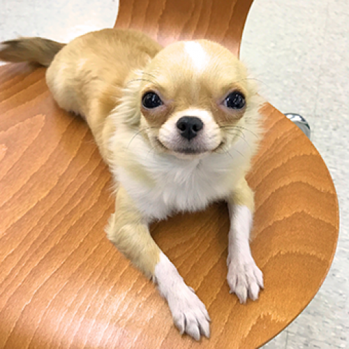 チワワ