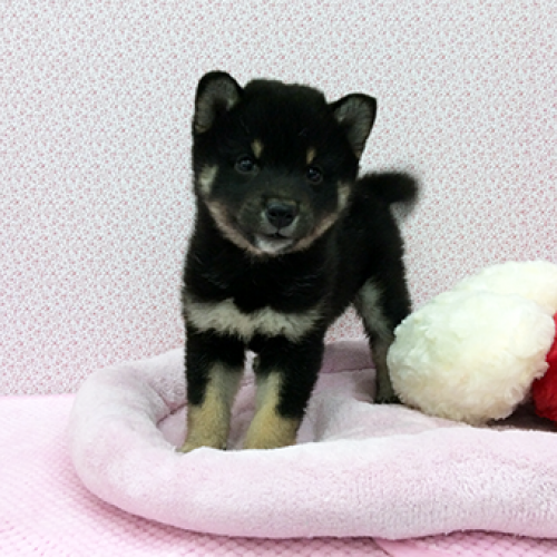 柴犬