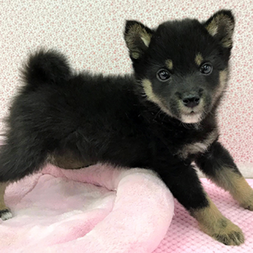 柴犬