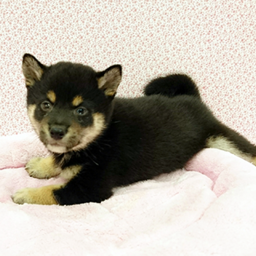 柴犬