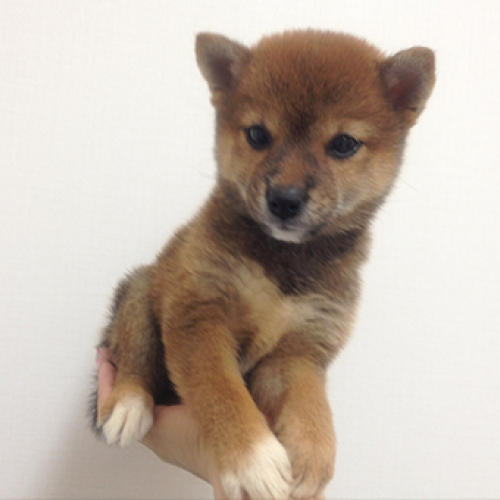柴犬