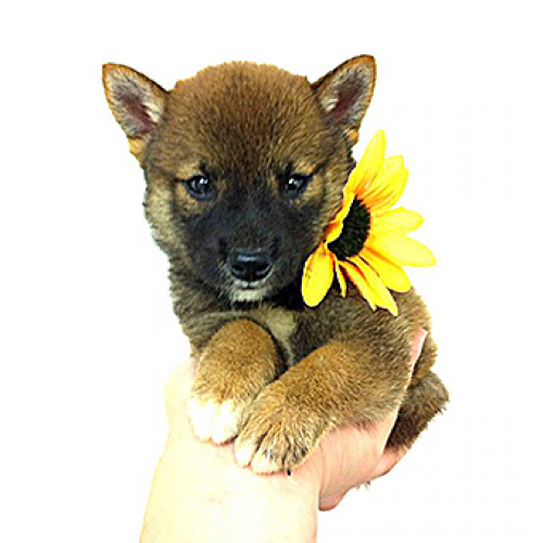 柴犬
