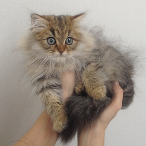 ペルシャ