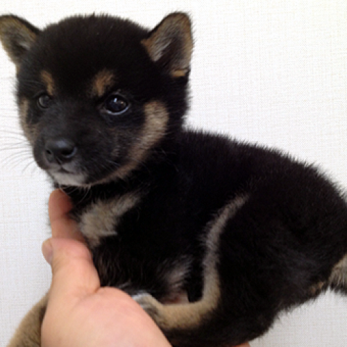 柴犬