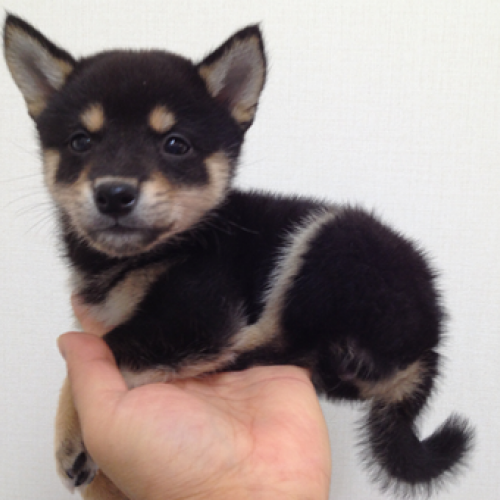 柴犬
