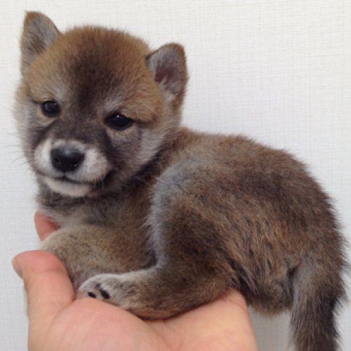 柴犬