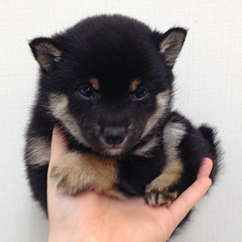 柴犬