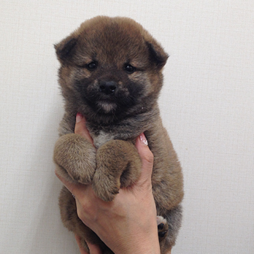 柴犬