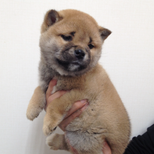 柴犬