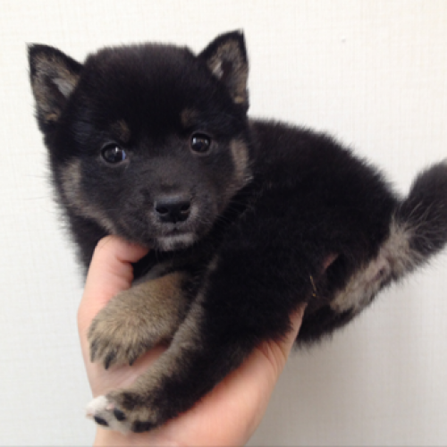 柴犬