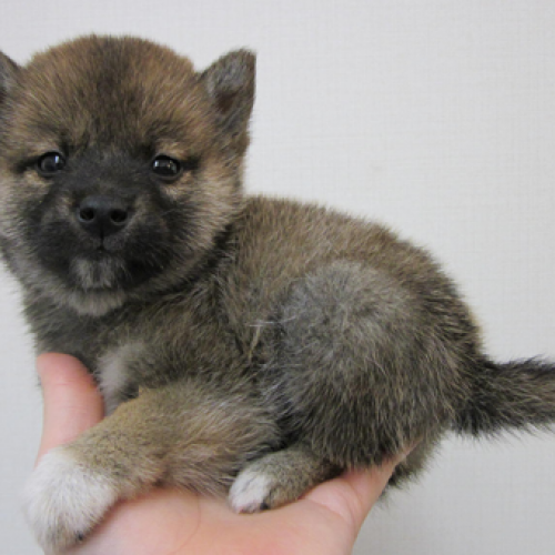 柴犬