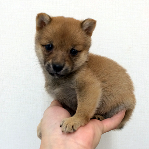 柴犬