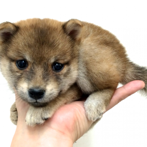 柴犬