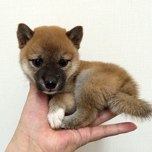 柴犬