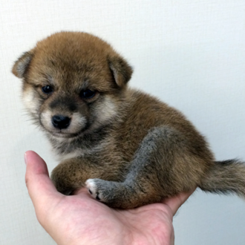 柴犬