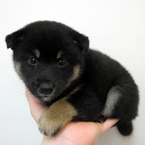 柴犬