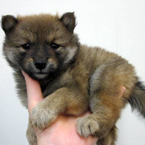 柴犬