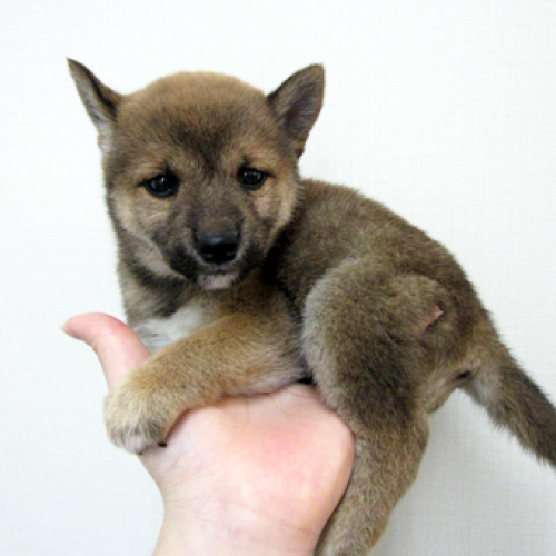 柴犬