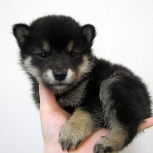 柴犬