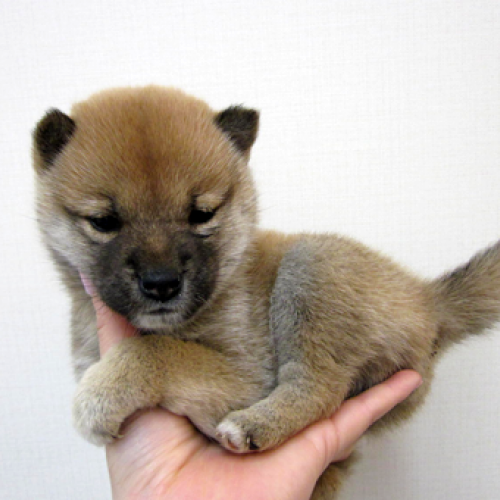 柴犬
