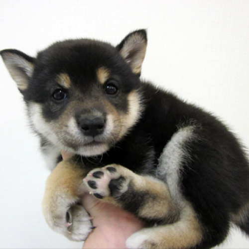 柴犬