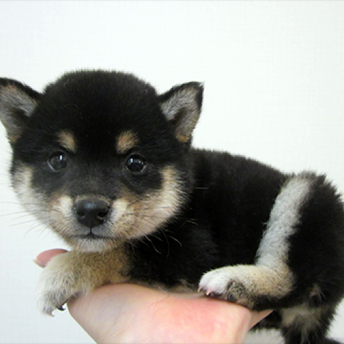 柴犬