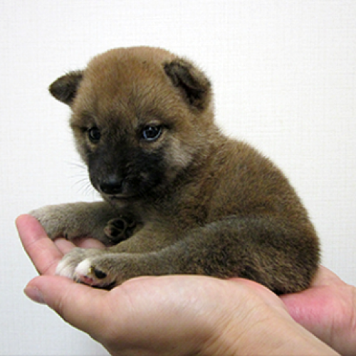 柴犬