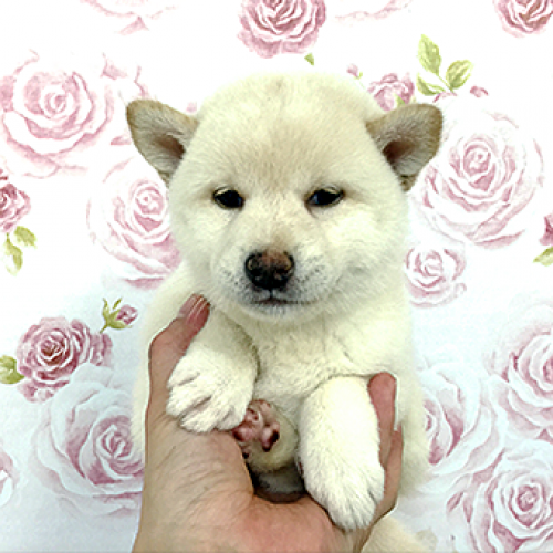 柴犬