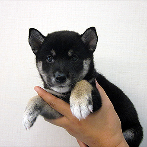 柴犬