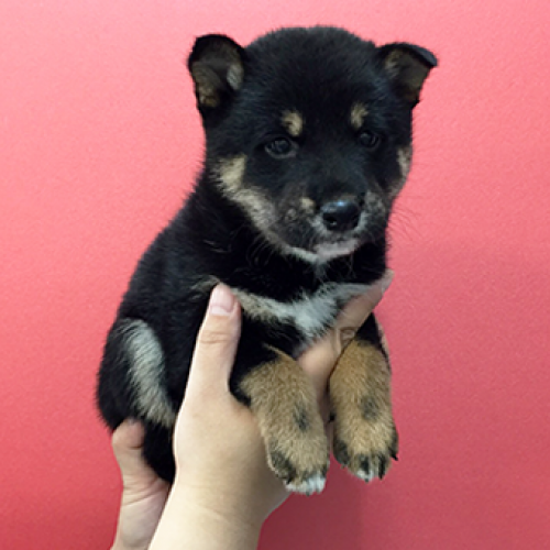 柴犬