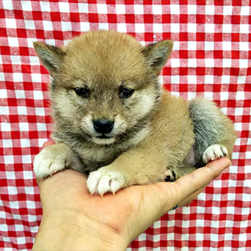 柴犬