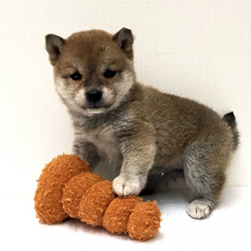 柴犬